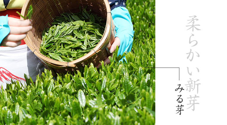 柔らかい新芽「みる芽」