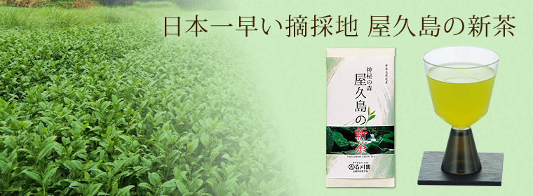 【新茶】屋久島の新茶